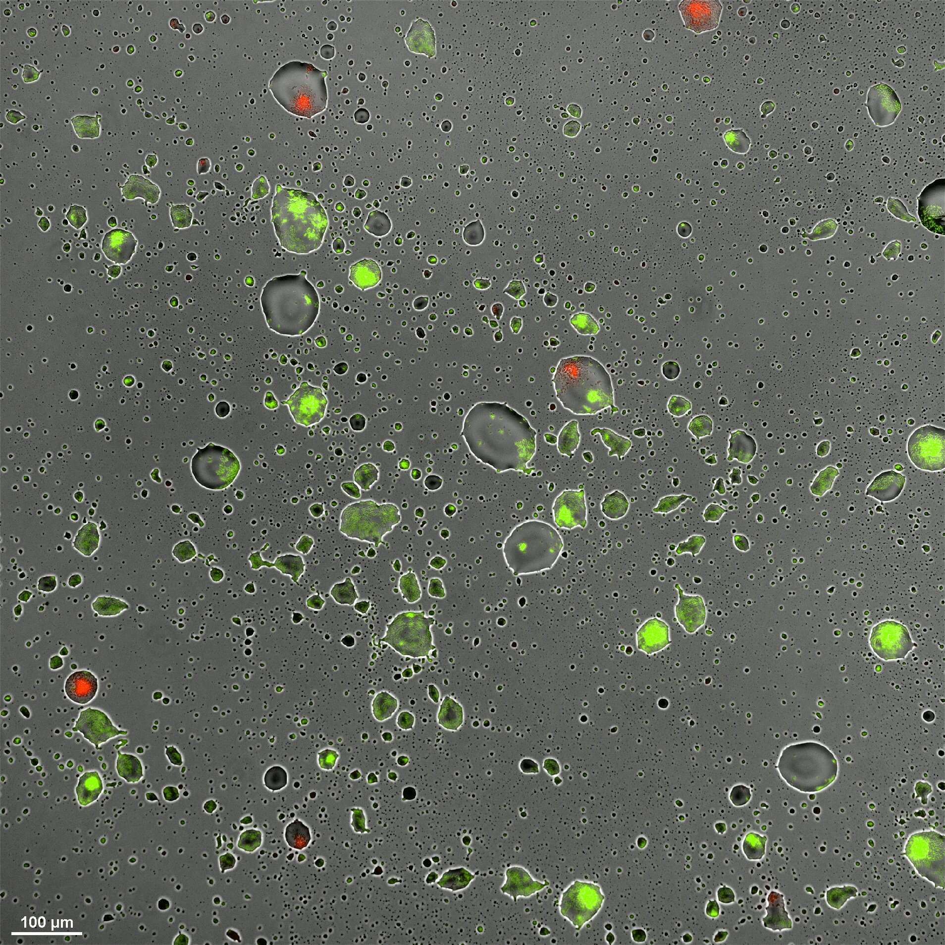 A glass surface covered with droplets engulfing Pseudomonas Fluorescens solitary and aggregates cells expressing GFP or mCherry 